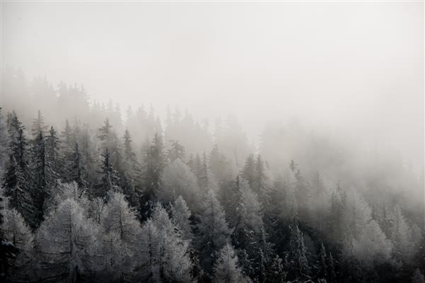 جنگل زمستانی
