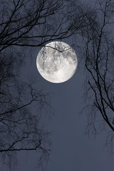 صحنه شب ماه کامل پشت شبح های شاخه های برهنه