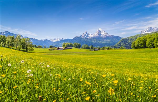 نمای پانوراما از چشم انداز زیبا در کوه های آلپ با علفزارهای سبز تازه و گل های شکوفه و قله کوه های پوشیده از برف در پس زمینه در یک روز آفتابی با آسمان آبی و ابر در بهار