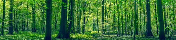 مناظر پانورامای جنگل سبز در بهار