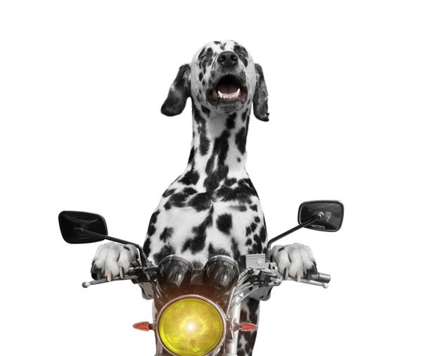 سگ شاد سوار بر موتورسیکلت -- جدا شده روی سفید