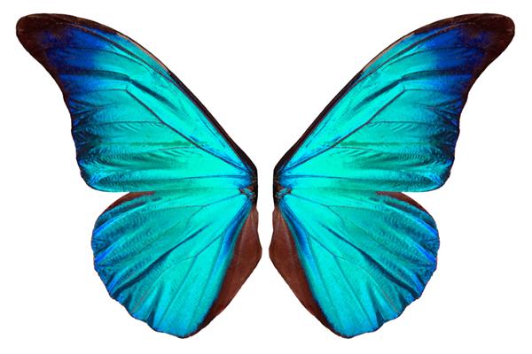 بال های زیبای پروانه آبی جدا شده در پس زمینه سفید