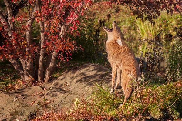 کایوت Canis latrans زوزه می کشد - حیوان اسیر