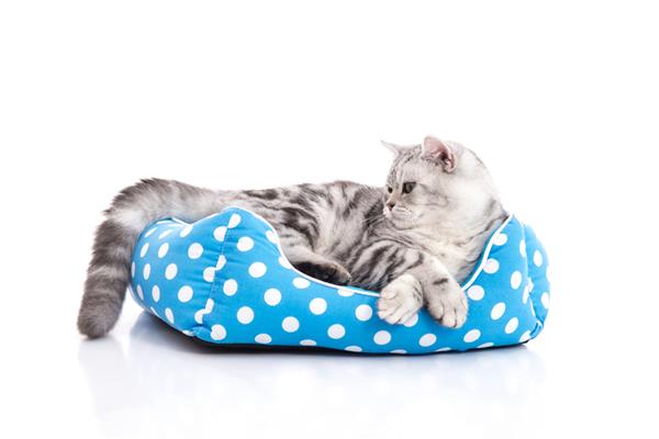بچه گربه مو کوتاه ناز آمریکایی که در تخت گربه روی زمین سفید جدا شده دراز کشیده است