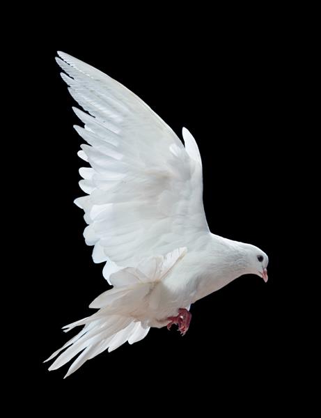 یک کبوتر سفید در حال پرواز آزاد که بر روی پس‌زمینه سیاه قرار گرفته است