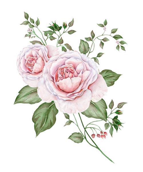 گل رزهای قدیمی آبرنگ جدا شده روی سفید