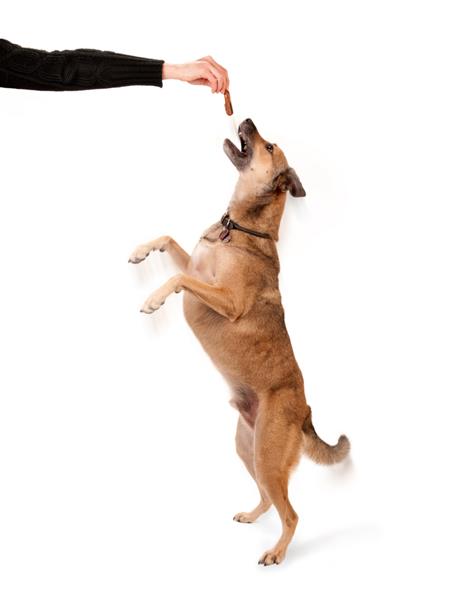 مربی سگ که یک غذای حیوان خانگی برای پریدن سگ در دست دارد