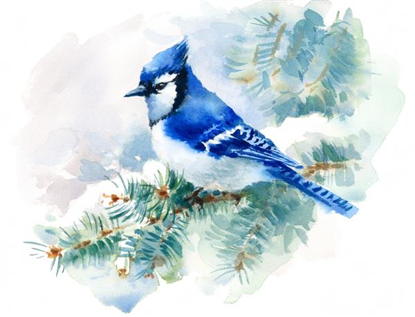 تصویر کارت پستال با دست نقاشی شده با آبرنگ پرنده آبی جی جی زمستانی