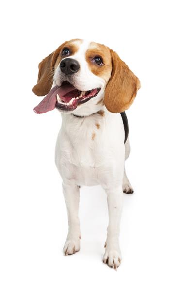 سگ جوان شاد و فعال نژاد بیگل با دهان باز و زبان بیرون نگاه می کند جدا شده روی سفید