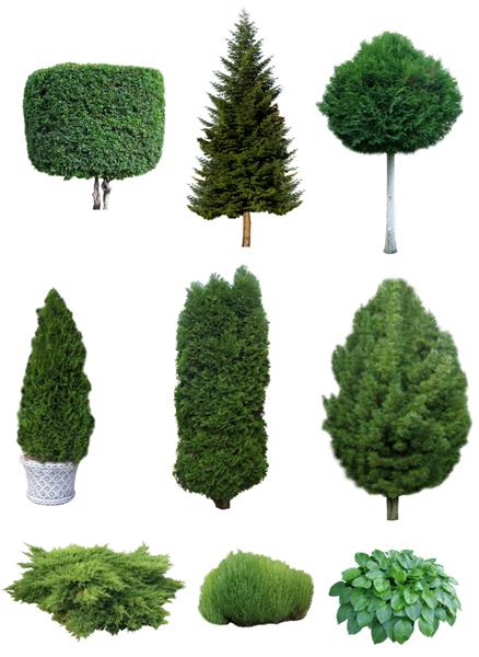 مجموعه ای از درختان و درختچه ها مجموعه ای از انواع درختان و درختچه های همیشه سبز برای طراحی باغ
