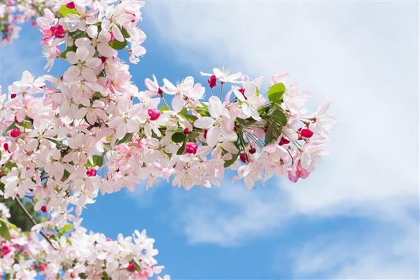 عکس فوری از تلفن همراه - شکوفه های گیلاس صورتی در دریاهای بهاری