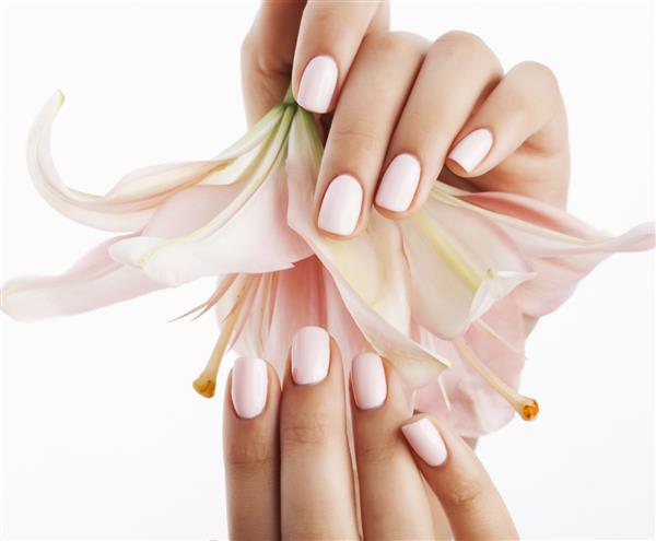 زیبایی دست های ظریف با مانیکور نگه داشتن گل سوسن از نزدیک جدا شده روی سفید