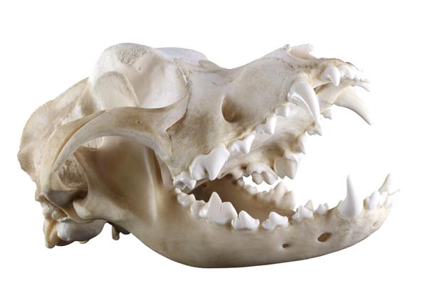 جمجمه سگ اصیل سنت برنارد جدا شده در پس زمینه سفید نمای مورب دهان باز وضعیت ایده آل دندان ها و استخوان ها جداسازی تیز با ابزار قلم روی عمق کامل تمرکز کنید