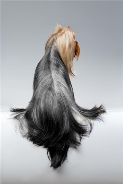 سگ یورکشایر تریر با موهای بلند مرتب روی پس زمینه سفید می نشیند