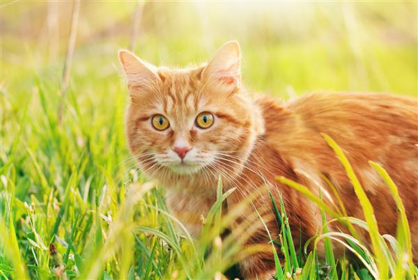گربه در چمن سبز در تابستان گربه قرمز زیبا با چشمان زرد