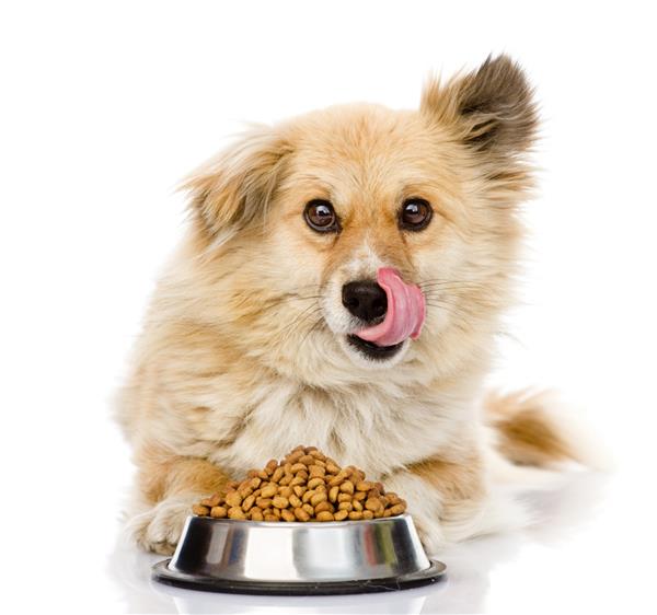 توله سگ با یک کاسه غذای خشک سگ جدا شده در زمینه سفید