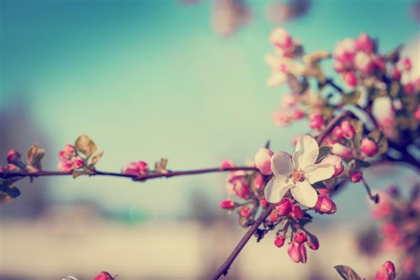 درخت شکوفه بر پس زمینه طبیعت گل های بهاری پس زمینه بهار
