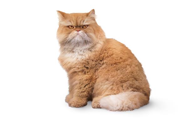 گارفیلد گربه چاق پرتقالی ایرانی جدا شده