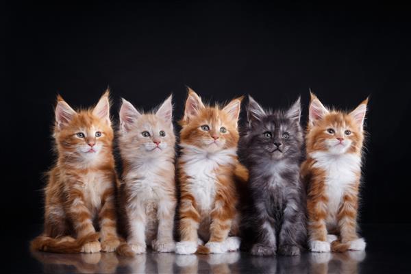 پنج بچه گربه بامزه مین کون کنار هم نشسته اند