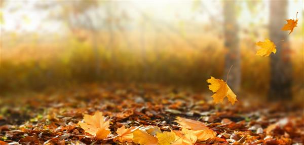 منظره زیبای پاییزی با درختان زرد و خورشید شاخ و برگ های رنگارنگ در پارک ریزش برگ پس زمینه طبیعی