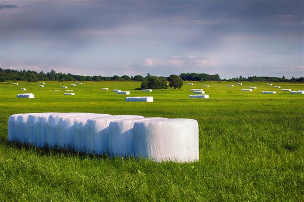 انبار کاه در بسته بندی فیلم پی وی سی با تکنولوژی مدرن در زمین تابستانی سبز برای تغذیه دام