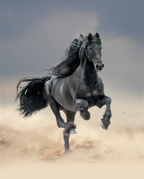 اسب سرخپوستی سیاه که در صحرا می دود
