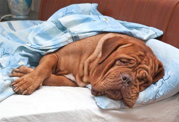 Dogue De Bordeaux Dog Mastiff فرانسوی به آرامی در تخت صاحبش می خوابد