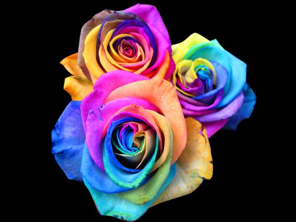 گل رز رنگین کمانی منحصر به فرد و بسیار خاص جدا شده در رنگ مشکی