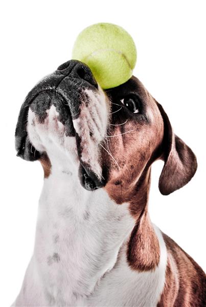 توپ متعادل کننده سگ باکسر روی بینی