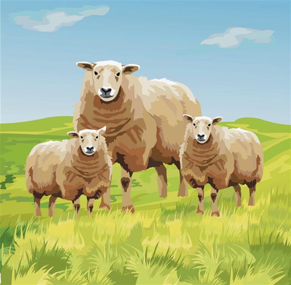 خانواده گوسفند در مزرعه سبز