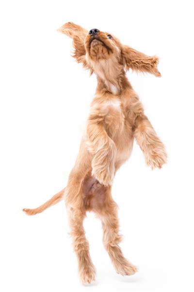 توله سگ کوکر اسپانیل طلایی در حال پریدن