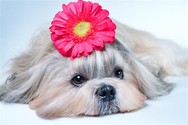 سگ شیتزو دراز کشیده با تزئین گل مفهوم آرامش بخش و اسپا