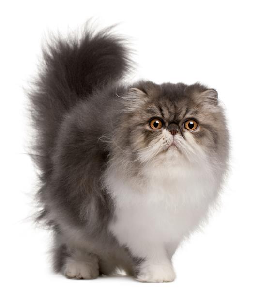 گربه ایرانی ۶ ماهه در مقابل زمینه سفید ایستاده است