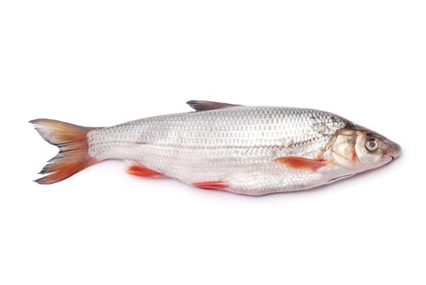 ماهی بینی در پس زمینه سفید