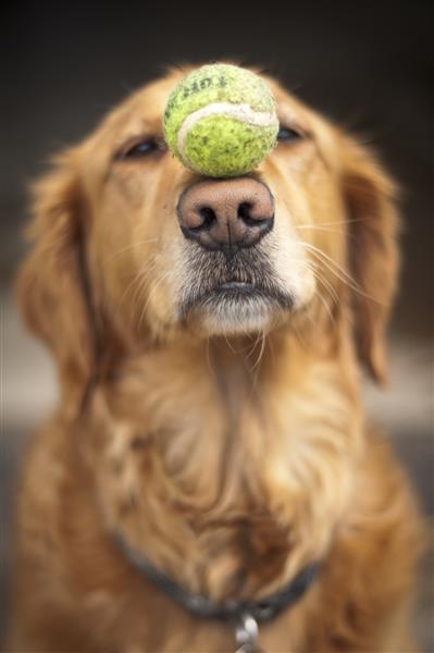 یک سگ مطیع توپ تنیس را روی بینی خود متعادل می کند