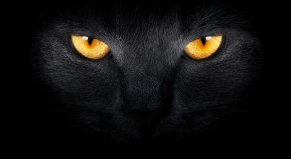 نمایی از تاریکی پوزه گربه را روی پس زمینه سیاه ببندید