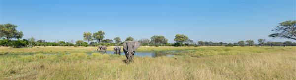 یک عکس پانورامای رنگی از سه فیل Loxodonta africana در یک چاله آبی در یک فضای سبز وسیع در دلتای اوکاوانگو بوتسوانا