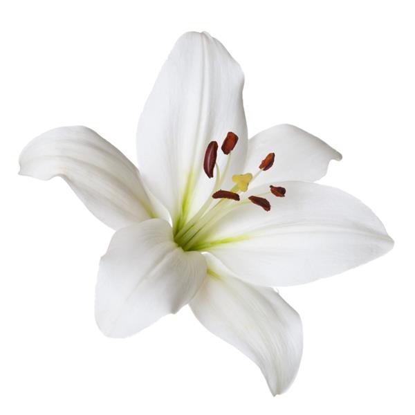 گل سوسن روشن جدا شده در پس زمینه سفید