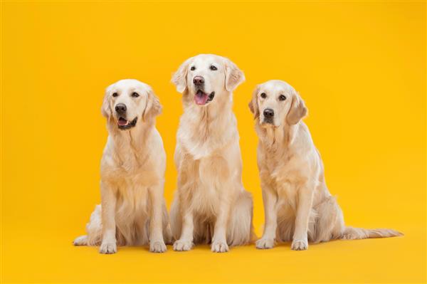 سه سگ لابرادور رتریور جدا شده در پس زمینه زرد