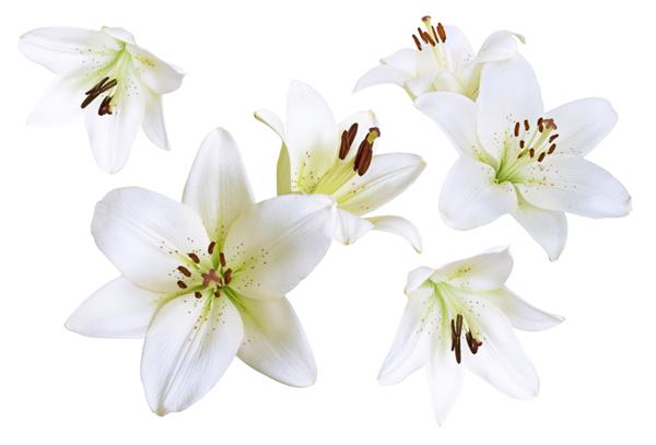 گلهای زنبق سفید زیبا جدا شده در پس زمینه سفید