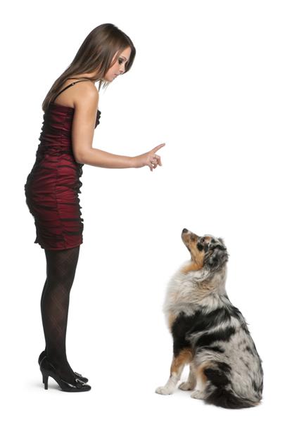 زن جوانی که سگ استرالیایی شپرد را در مقابل پس زمینه سفید آموزش می دهد