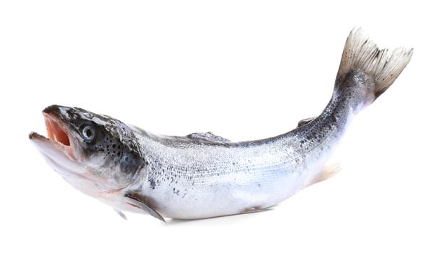 ماهی قزل آلا خام تازه جدا شده روی سفید