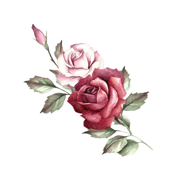 تصویر یک گل رز نقاشی با آبرنگ با دست