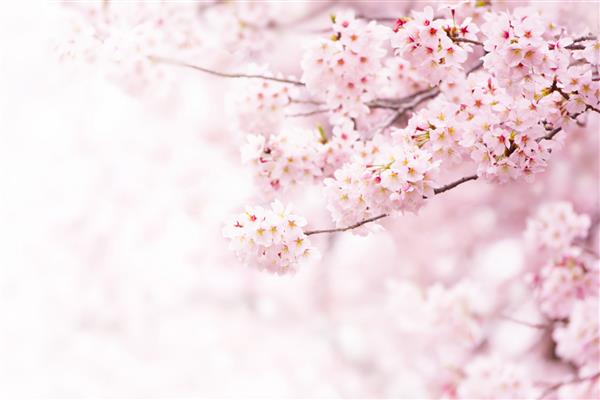 شکوفه های گیلاس در شکوفه کامل گل های گیلاس به صورت خوشه های کوچک روی شاخه درخت گیلاس به رنگ سفید در می آیند عمق میدان کم روی خوشه گل مرکزی تمرکز کنید