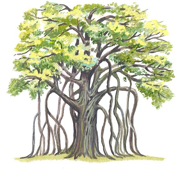 بانیان بزرگ Ficus benghalensis - دارای بیشترین مساحت تاج در جهان است