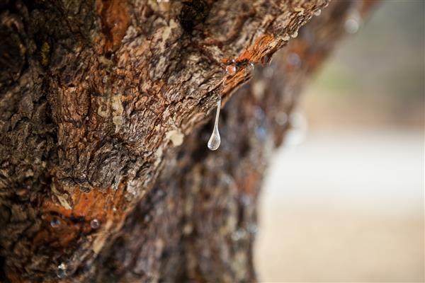 درخت ماستیک متمرکز بافت دقیق در Chios یونان با پس‌زمینه تار