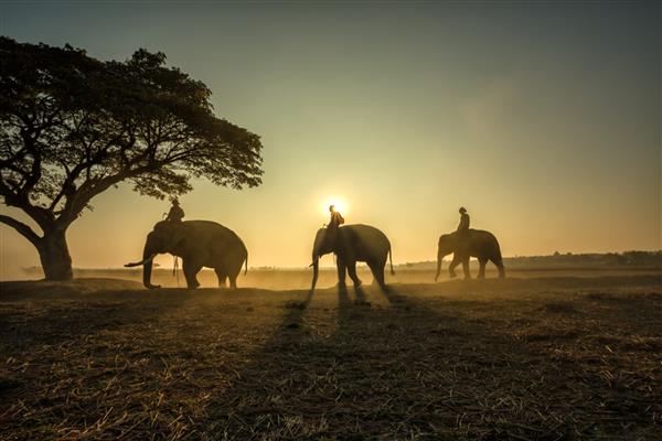 سه فیل در حال راه رفتن با طناب به سمت درخت در هنگام طلوع خورشید