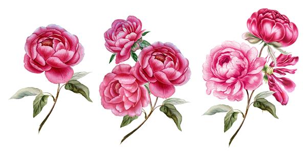 گل صد تومانی صورتی تصویر گیاه شناسی شاخه گل صد تومانی تصویرسازی گل برای عروسی روز ولنتاین دعوت نامه کارت