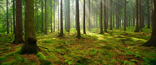 جنگل درخت صنوبر پرتوهای خورشید از طریق مه خزه‌ها و کف جنگلی پوشیده از سرخس را روشن می‌کنند و فضایی عرفانی ایجاد می‌کنند