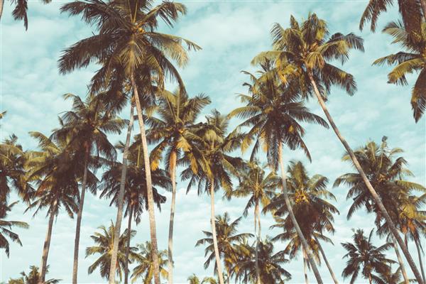 درختان نخل نارگیل در ساحل استوایی فیلتر رنگی فیلم نوستالژیک کلاسیک و رنگ‌آمیزی شده